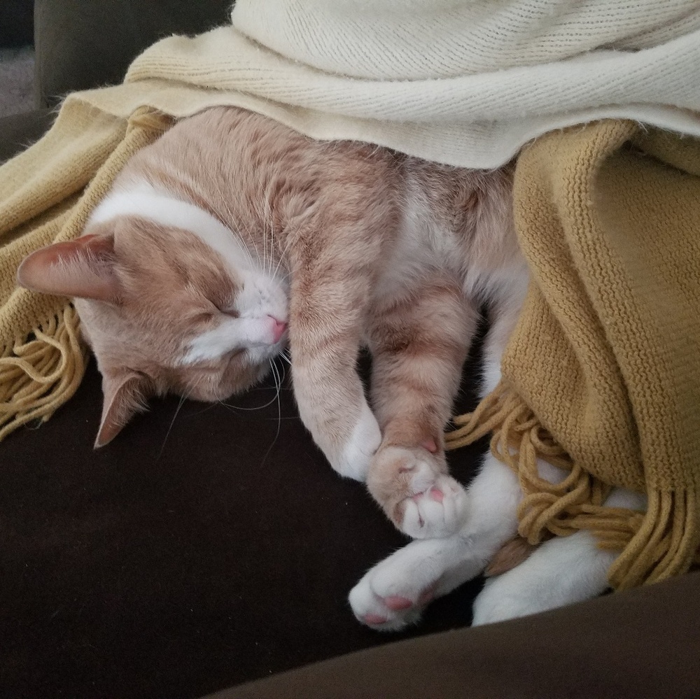 Don't Sleep through the Deals!